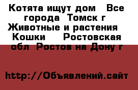 Котята ищут дом - Все города, Томск г. Животные и растения » Кошки   . Ростовская обл.,Ростов-на-Дону г.